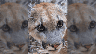 Beloved LA-Area Mountain Lion Presumed Dead From Woolsey Fire